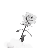 Rose 2